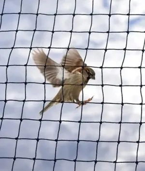Anti Bird Nets Chennai
