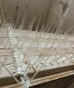 Bird Spikes Chennai