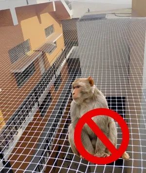 Monkey Safety Nets Chennai