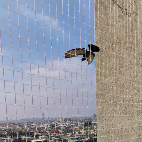 Pigeon Nets Chennai